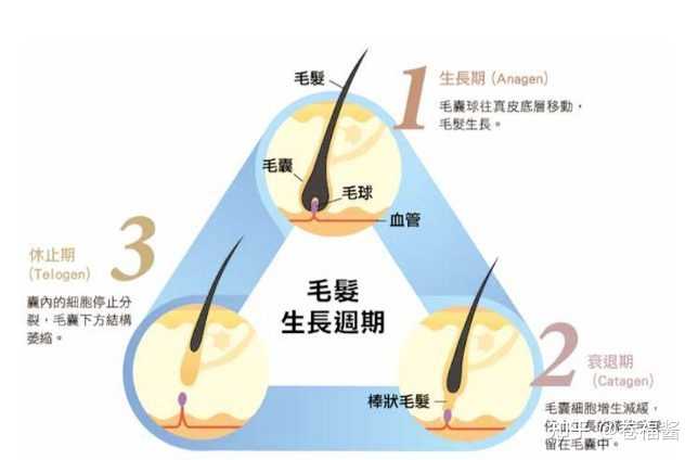 探究头发生长周期，六个月头发能长多长？