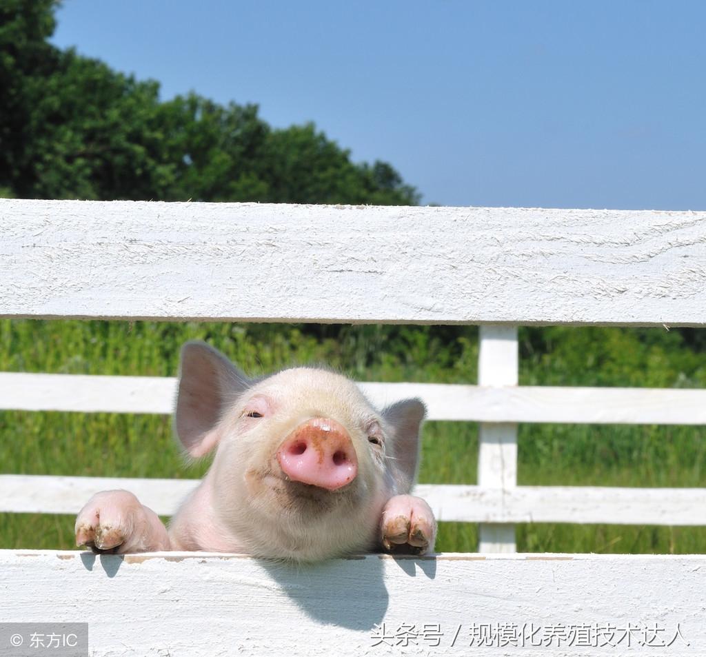 广东省生猪今日价格分析与展望