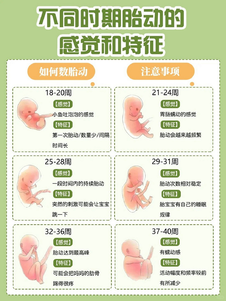 孕五个月胎动，胎儿的生命律动与母体感知之旅