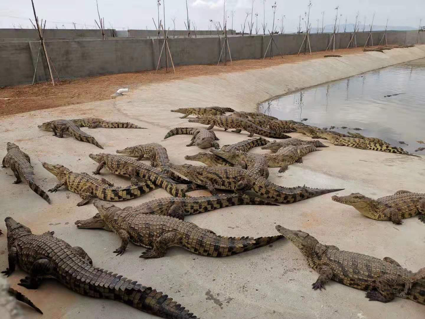 广东省鳄鱼养殖基地，生态繁荣与产业兴旺的典范