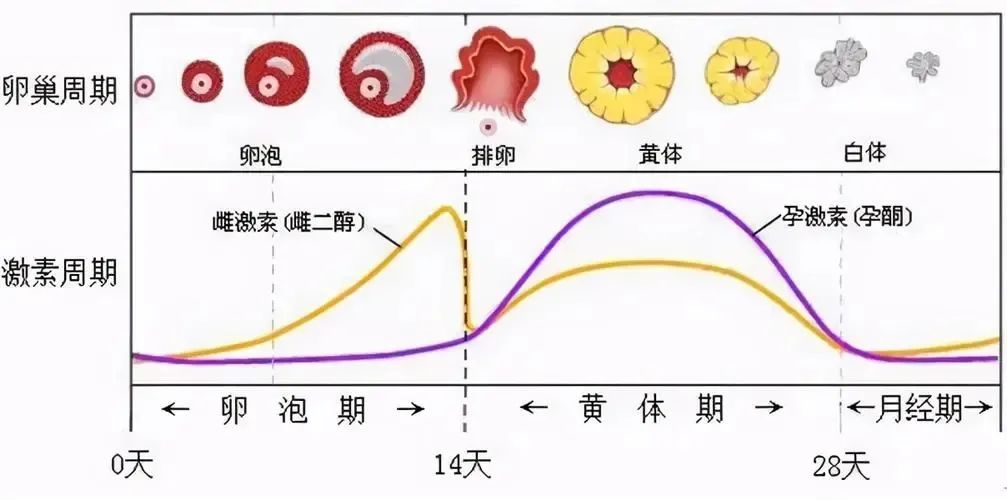 孕酮几个月后不再重要，深度解析与理解